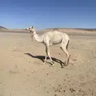 للبيع قعود حق الاب سياف الخضري الام مهجنه