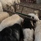 غنم حريه مراح واحد