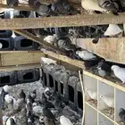 الحمام مشكله