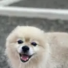 ذكر بوميرينيان