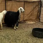 نعجه حايل