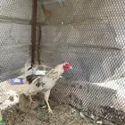 ديك كفووو  مشاءالله تبارك الله