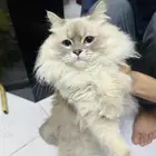 Fluffy Persian Cat for Sale   Healthy   Playful