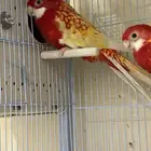 روزيلا ناري