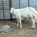 خروف مشروع فحل توم 3عمره 9 شهور له على هداد له محاولات طيبه