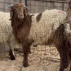 ذبايح اقساط ( تابي و تمارا )
