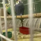 3 ازواج بادجي منتجه