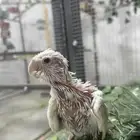 محمية فرح
