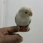 للبيع روز اليف ميعض