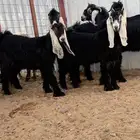 تيوس و صخال صنف شرط