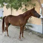 مهرة واهو مصريه بيور