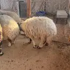 نعيم وحري