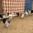 دجاج براهما