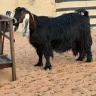 عنز عارضيه طيبه حاصب