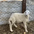 طلي حري
