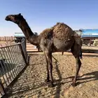 قعود مفرود مقفل شحم