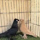 حمام اوزبك جوز منتج من المستويات القوية. للبيع