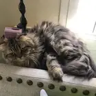 انثى شيرازي بيور العمر 5 شهور ونص