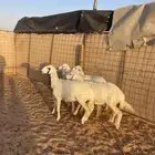رخال حريات تم البيع الله يبارك لهم