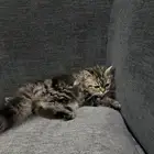 قط شيرازي للتبني