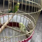 طيور حب للبيع