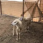 ضان ثنيه للبيع تم البيع