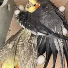 جوز كروان منتج مع بيض