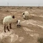 غنم نعيم مواليد