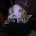 قطه اليفه مع خمسه سغارها