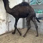 قعود مجهم عمر 8 شهور سمين