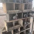 عشة حمام لاحم