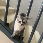 بسه شيرازيه للبيع