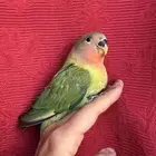 طير روز اليف هدد نشبهه مناااسب للاطفال و الكبار