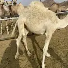 بكره كفو علي الحليب والبرسيم