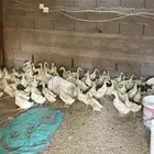 صوص بكيني للبيع