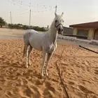 فرس صفراء واهو طيبه جدا  والبيع سمح إن شاءالله