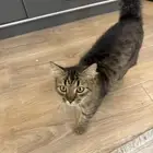 قط تبني   ضائع