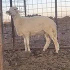 للبيع طلي ذبيحه