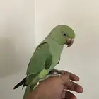 حي العزيزية الدمام