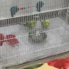 للبيع بادجي انقليزي