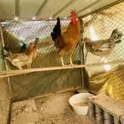 ديك وثلاث دجاج عربي افرق مقبع