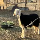 رخل نجدية سنها 5 شهور للبييع