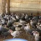 صوص بلدي وفيومي