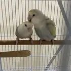 زوج منتج روز برونز فالو