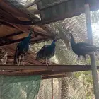طاووس للبيع