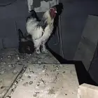 ديك براهما