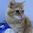 قط ذكر شيرازي خمس شهور للتبني