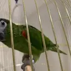 بغبغاء ميني مكاو