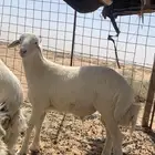 خروف حري مقفل شحم