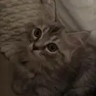 للتبني قطه عمرها شهرين ونص